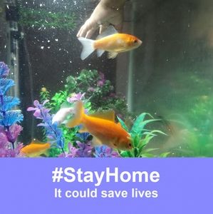 Meet your Posher, Janis